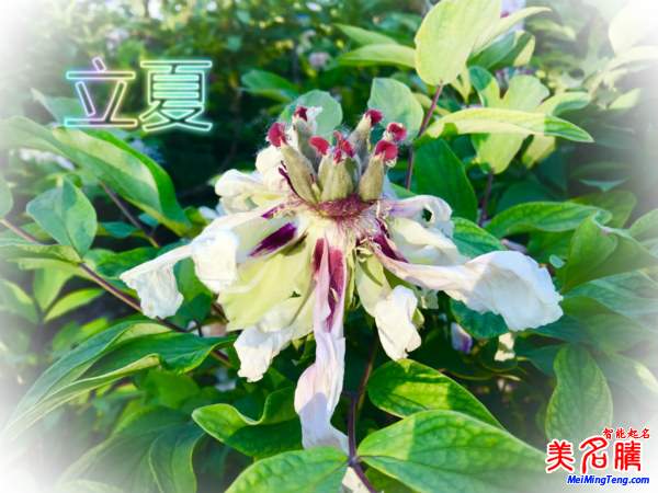 萬物生長的立夏節(jié)氣名字由來、夏季出生的寶寶起名參考